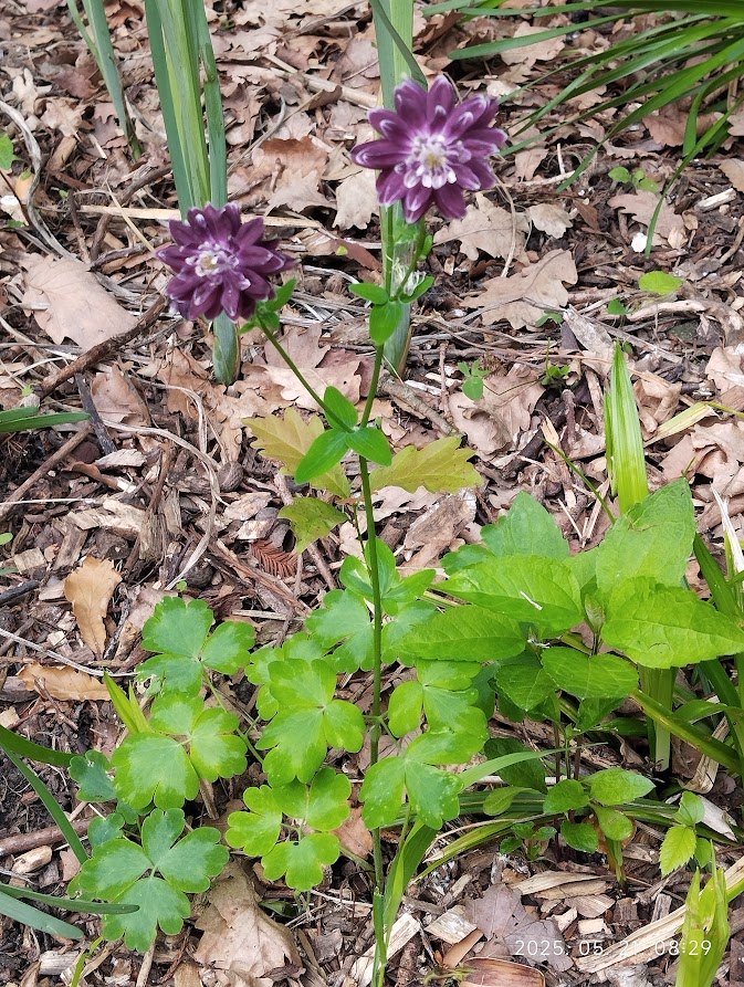 vulgaris ‘Purple Barlow’.jpg